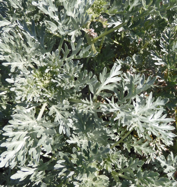 Pflanzenbild gross Echter Wermut - Artemisia absinthium