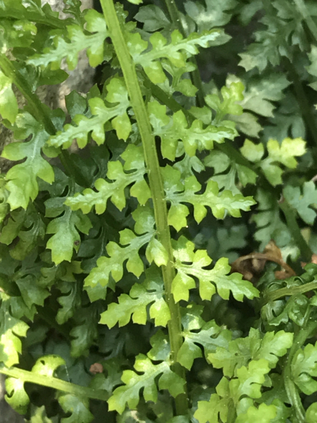 Pflanzenbild gross Quell-Streifenfarn - Asplenium fontanum