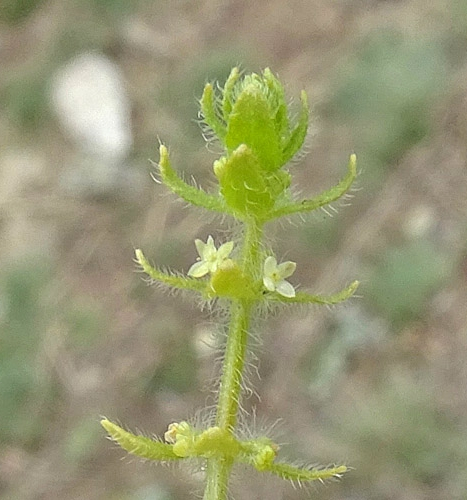 Pflanzenbild gross Piemonteser Kreuzlabkraut - Cruciata pedemontana