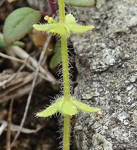 Pflanzenbild gross Piemonteser Kreuzlabkraut - Cruciata pedemontana
