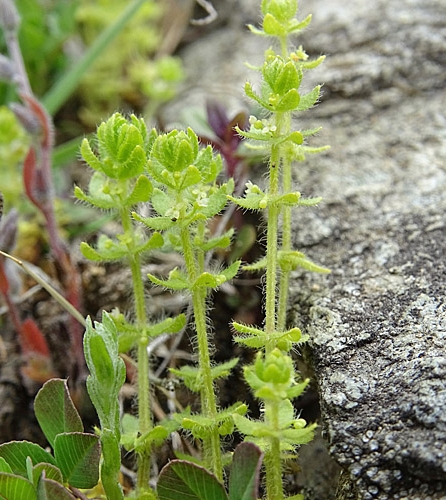 Pflanzenbild gross Piemonteser Kreuzlabkraut - Cruciata pedemontana