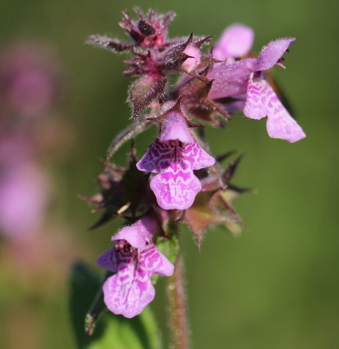 Pflanzenbild gross Sumpf-Ziest - Stachys palustris