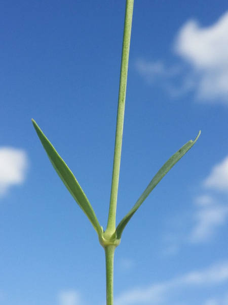 Pflanzenbild gross Klatschnelke - Silene vulgaris