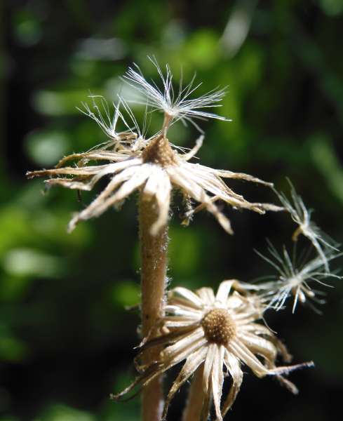 Pflanzenbild gross Alpenmasslieb - Aster bellidiastrum