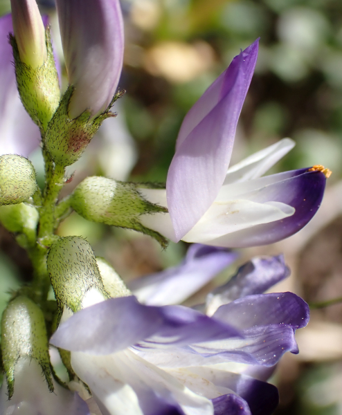 Pflanzenbild gross Alpen-Tragant - Astragalus alpinus
