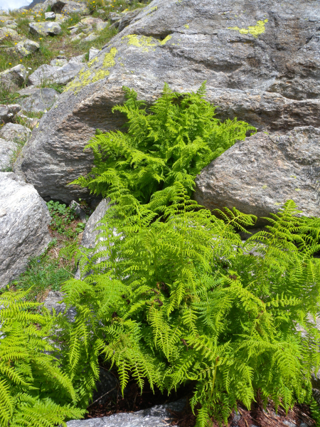 Pflanzenbild gross Gebirgs-Frauenfarn - Athyrium distentifolium