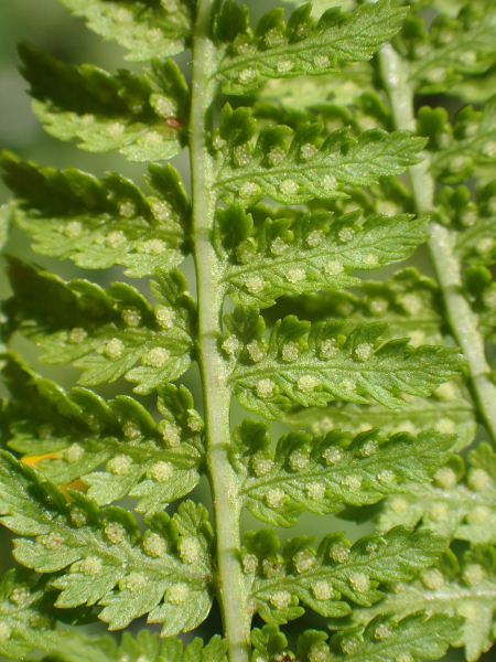 Pflanzenbild gross Gebirgs-Frauenfarn - Athyrium distentifolium