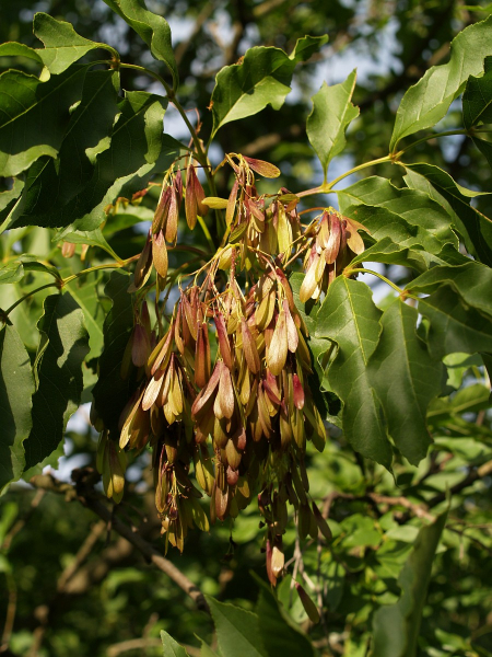 Pflanzenbild gross Manna-Esche - Fraxinus ornus