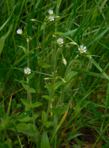 Pflanzenbild gross Gemeines Hornkraut - Cerastium fontanum