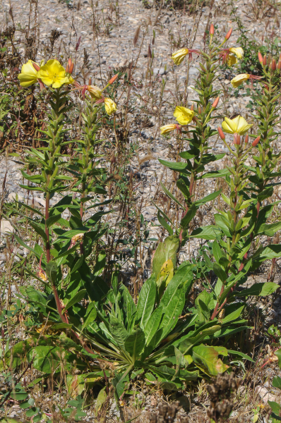 Pflanzenbild gross Zweijährige Nachtkerze - Oenothera biennis aggr.