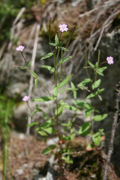 Pflanzenbild gross Berg-Weidenröschen - Epilobium montanum