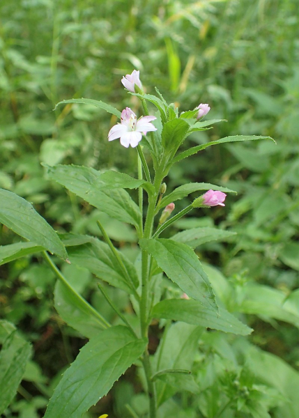 Pflanzenbild gross Kleinblütiges Weidenröschen - Epilobium parviflorum