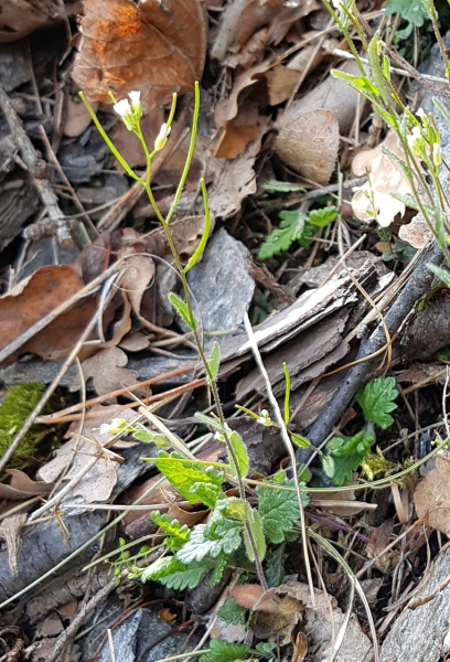 Pflanzenbild gross Öhrchen-Gänsekresse - Arabis auriculata