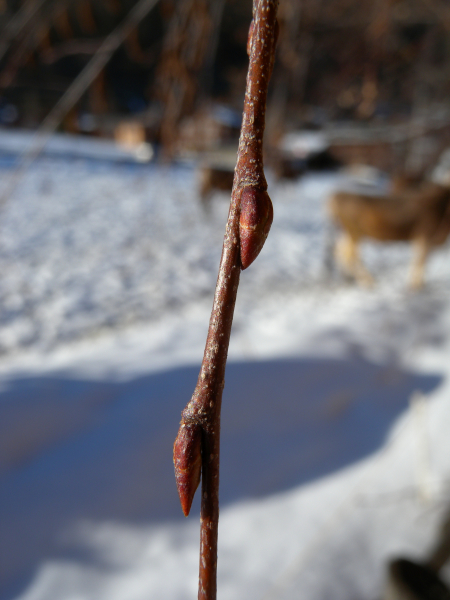 Pflanzenbild gross Hänge-Birke - Betula pendula