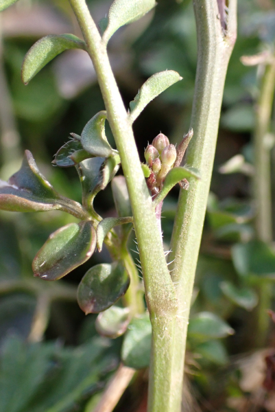 Pflanzenbild gross Vielstängeliges Schaumkraut - Cardamine hirsuta