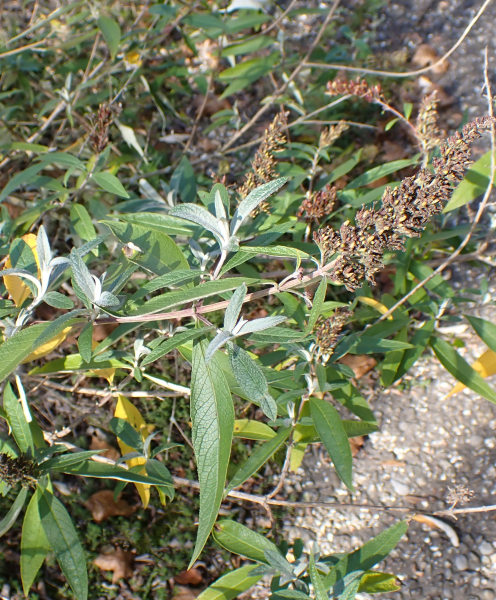 Pflanzenbild gross Schmetterlingsstrauch - Buddleja davidii