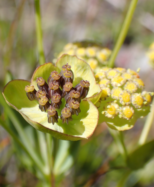 Pflanzenbild gross Sternblütiges Hasenohr - Bupleurum stellatum