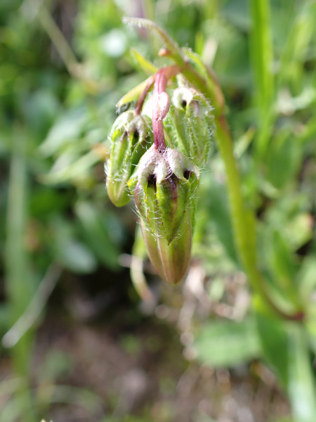 Pflanzenbild gross Bärtige Glockenblume - Campanula barbata
