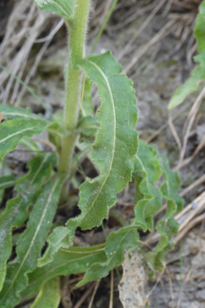 Pflanzenbild gross Ährige Glockenblume - Campanula spicata