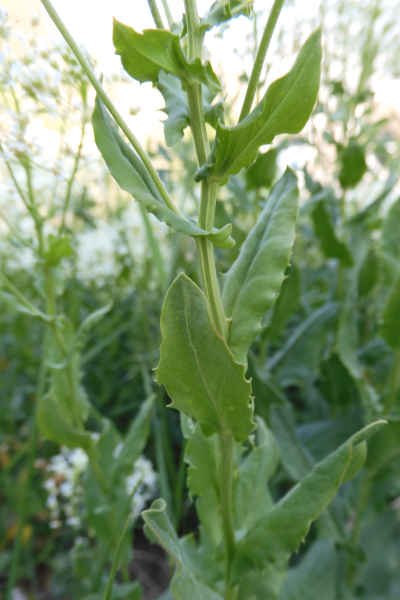 Pflanzenbild gross Pfeilkresse - Cardaria draba