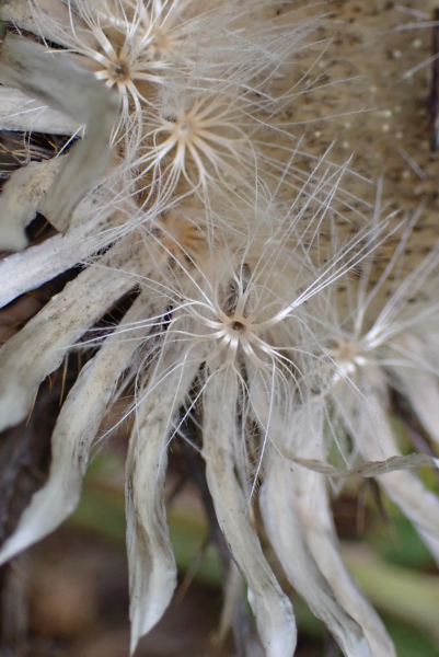Pflanzenbild gross Silberdistel - Carlina acaulis