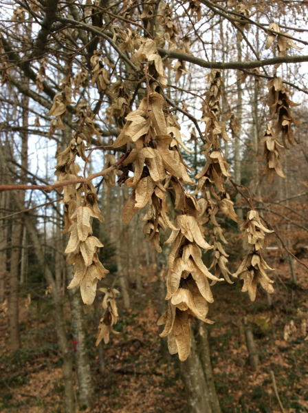 Pflanzenbild gross Hagebuche - Carpinus betulus
