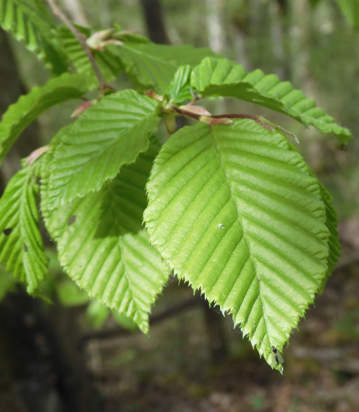 Pflanzenbild gross Hagebuche - Carpinus betulus