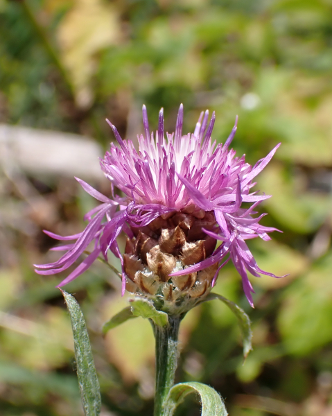 Pflanzenbild gross Wiesen-Flockenblume - Centaurea jacea
