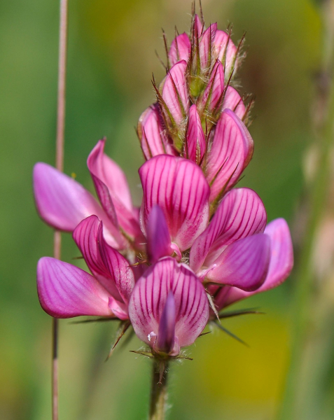Pflanzenbild gross Saat-Esparsette - Onobrychis viciifolia