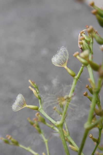 Pflanzenbild gross Rote Spornblume - Centranthus ruber