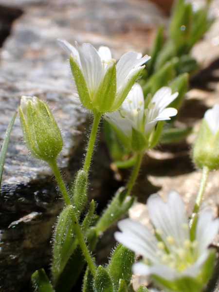 Pflanzenbild gross Einblütiges Hornkraut - Cerastium uniflorum