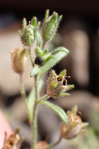Pflanzenbild gross Kleines Leinkraut - Chaenorrhinum minus