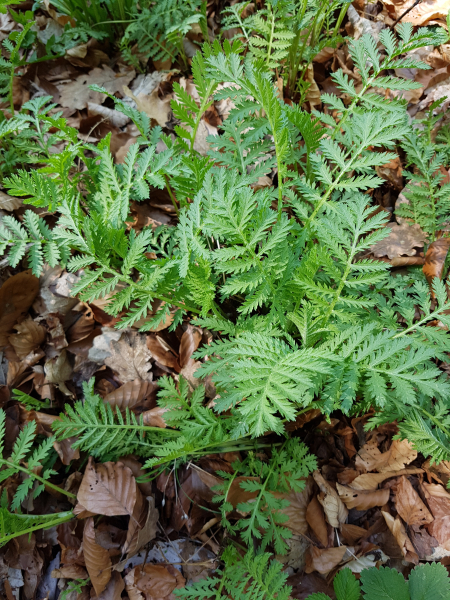 Pflanzenbild gross Straussblütige Margerite - Tanacetum corymbosum