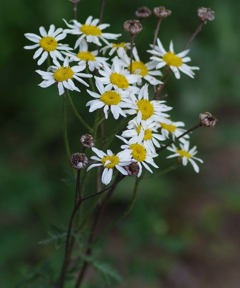 Pflanzenbild gross Straussblütige Margerite - Tanacetum corymbosum