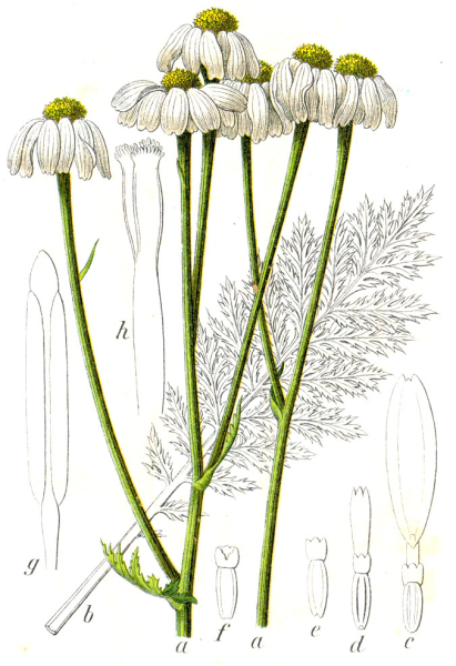 Pflanzenbild gross Straussblütige Margerite - Tanacetum corymbosum