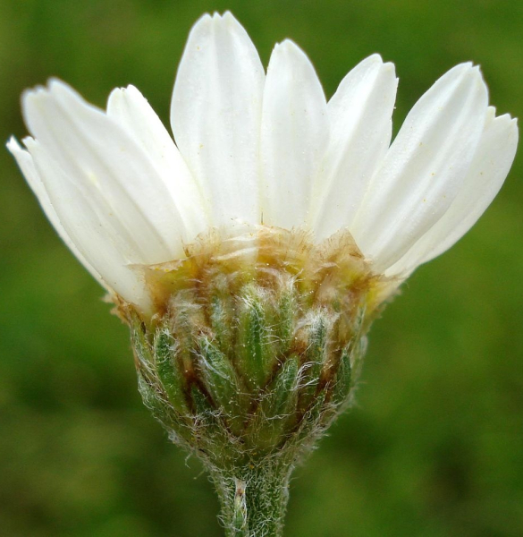 Pflanzenbild gross Straussblütige Margerite - Tanacetum corymbosum