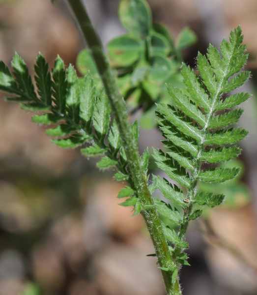 Pflanzenbild gross Straussblütige Margerite - Tanacetum corymbosum
