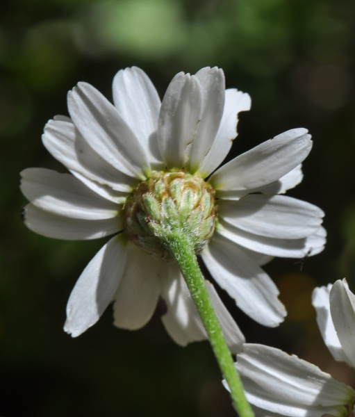 Pflanzenbild gross Straussblütige Margerite - Tanacetum corymbosum