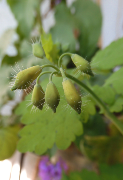 Pflanzenbild gross Schöllkraut - Chelidonium majus
