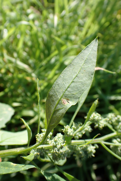 Pflanzenbild gross Weisser Gänsefuss - Chenopodium album
