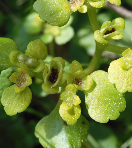 Pflanzenbild gross Wechselblättriges Milzkraut - Chrysosplenium alternifolium