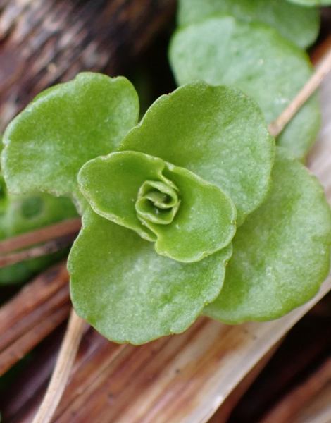 Pflanzenbild gross Gegenblättriges Milzkraut - Chrysosplenium oppositifolium