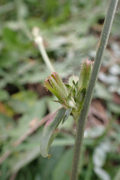 Pflanzenbild gross Wegwarte - Cichorium intybus