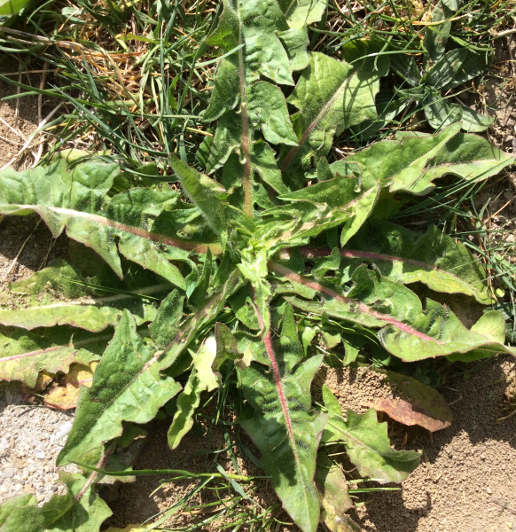 Pflanzenbild gross Wegwarte - Cichorium intybus