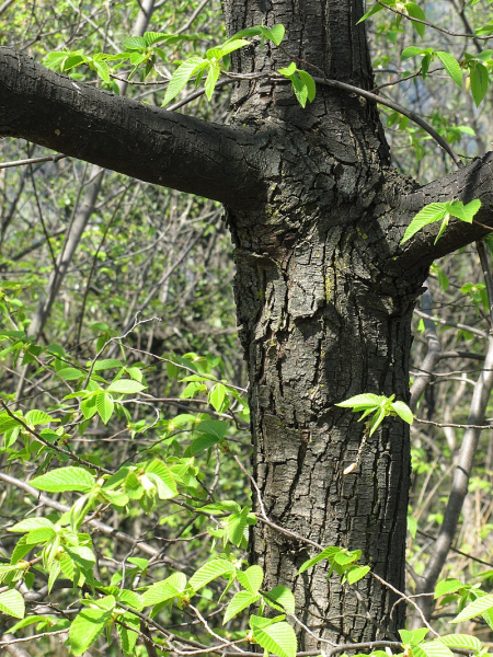 Pflanzenbild gross Hopfenbuche - Ostrya carpinifolia
