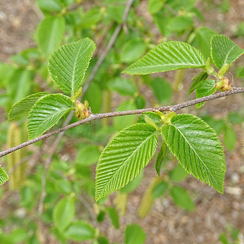 Pflanzenbild gross Hopfenbuche - Ostrya carpinifolia