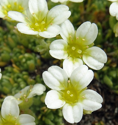 Pflanzenbild gross Flachblättriger Steinbrech - Saxifraga muscoides