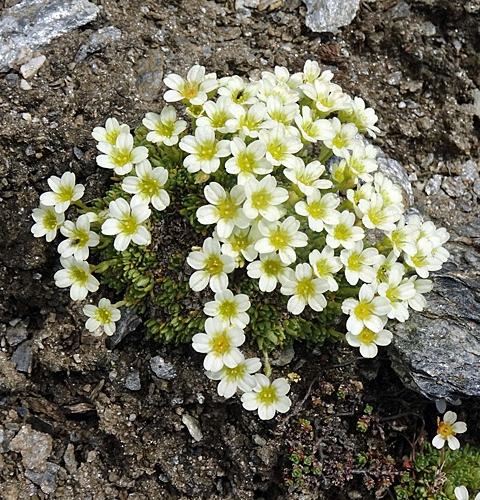 Pflanzenbild gross Flachblättriger Steinbrech - Saxifraga muscoides