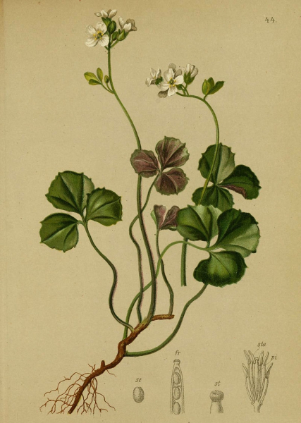 Pflanzenbild gross Dreiblättriges Schaumkraut - Cardamine trifolia