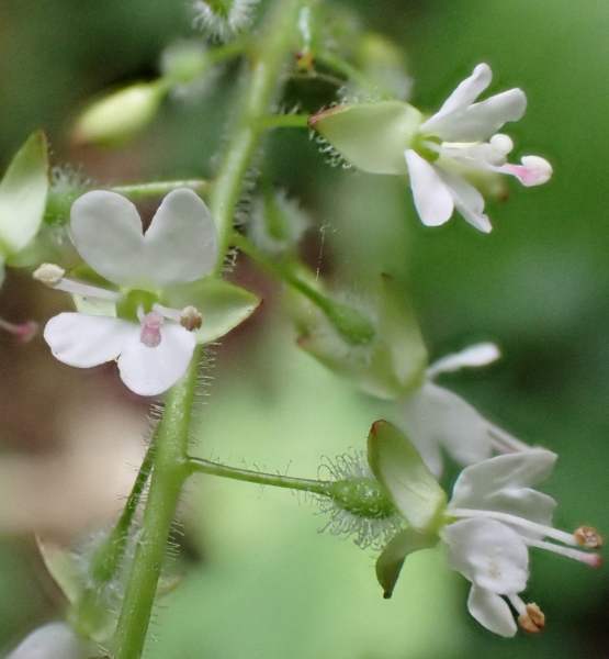 Pflanzenbild gross Grosses Hexenkraut - Circaea lutetiana